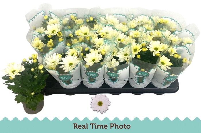 <h4>CHRYS ALPINE TIME</h4>