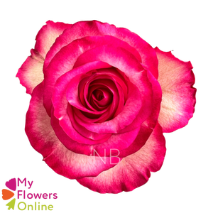 R Gr Carousel Bicolor 50cm EC