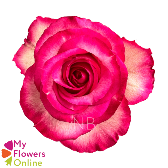 <h4>R Gr Carousel Bicolor 50cm EC</h4>