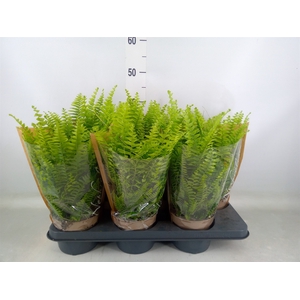 Nephrolepis exal. 'Green Lady'