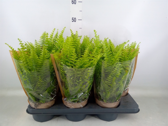 <h4>Nephrolepis exal. 'Green Lady'</h4>
