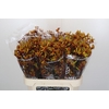 Anigozanthos Gold Fever