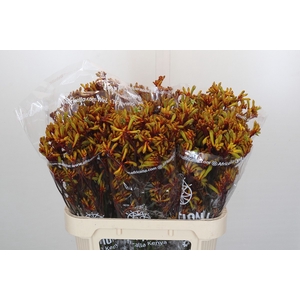 Anigozanthos Gold Fever
