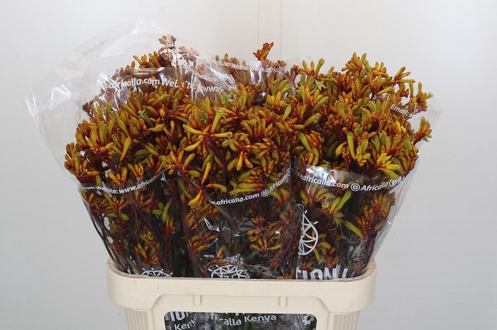 <h4>Anigozanthos Gold Fever</h4>