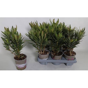 Nerium Oleander 13Ø 40cm