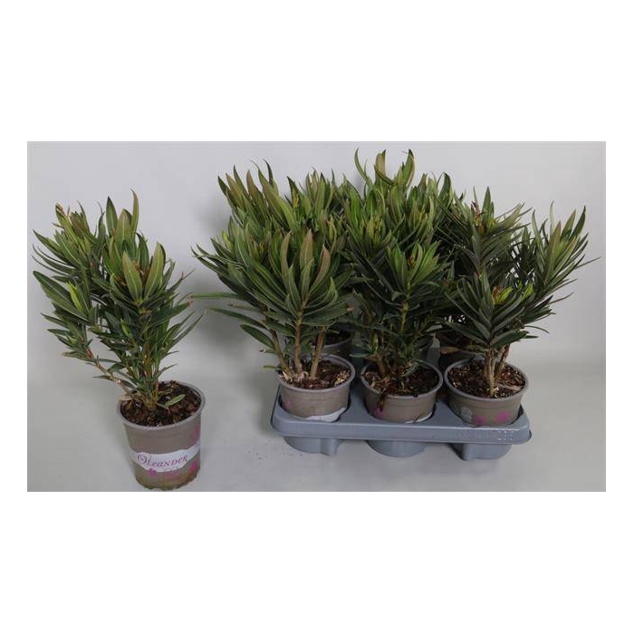 <h4>Nerium Oleander 13Ø 40cm</h4>