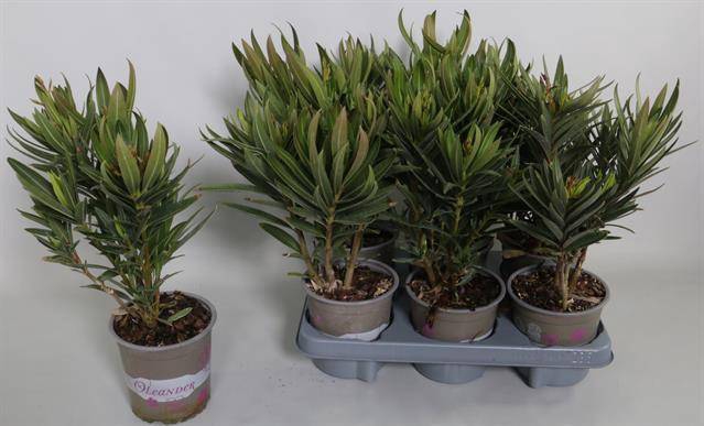 Nerium Oleander 13Ø 40cm