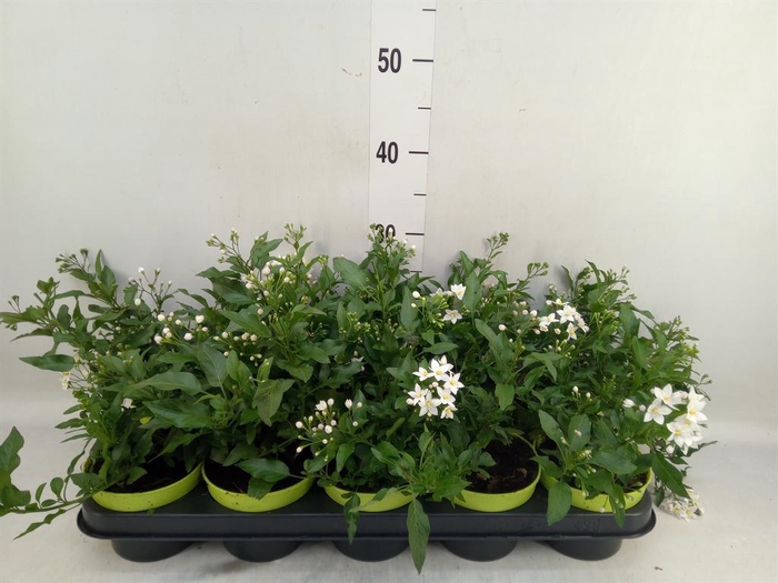 <h4>Solanum jasminoides</h4>