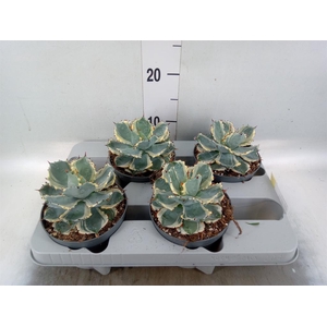 Agave potatorum
