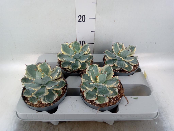 <h4>Agave potatorum</h4>
