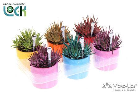 <h4>Haworthia limifolia Spider White</h4>