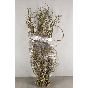 CORYLUS AV CONTORTA 1 JARIG