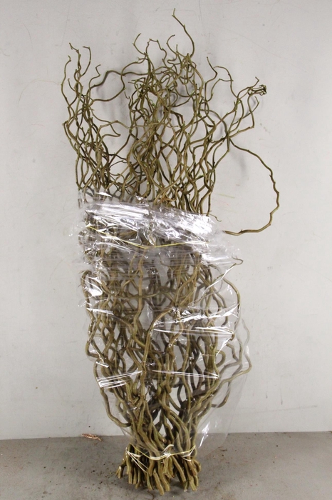 <h4>CORYLUS AV CONTORTA 1 JARIG</h4>