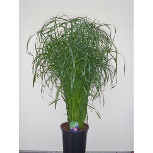 Cyperus alternifolius
