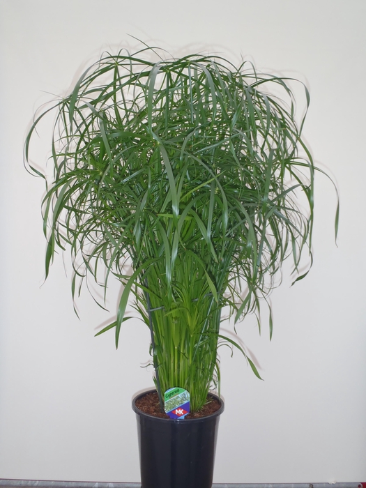 <h4>Cyperus alternifolius</h4>