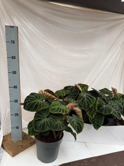 <h4>PHIL VE INCENSI</h4>