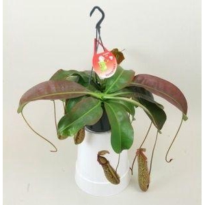 Nepenthes 'Miranda'