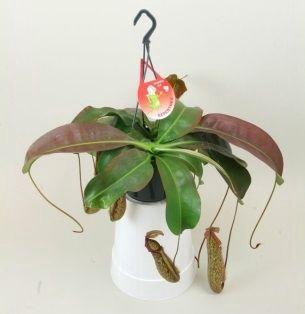 <h4>Nepenthes 'Miranda'</h4>