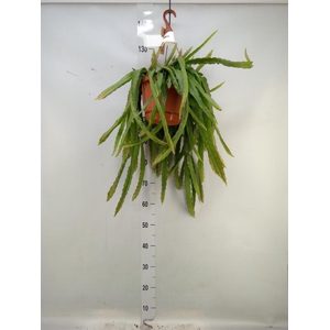 Lepismium cruciforme