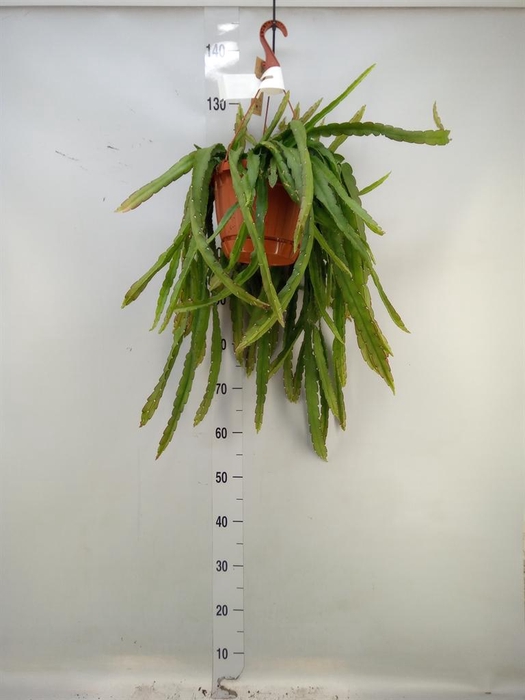<h4>Lepismium cruciforme</h4>