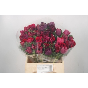 Anem Mistral Magenta Super