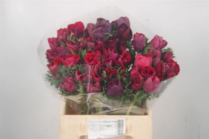 <h4>Anem Mistral Magenta Super</h4>