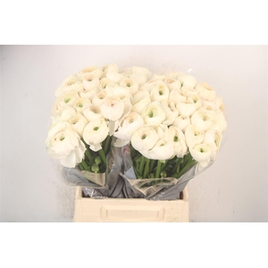 Ran.. Su Hanoi Extra X25