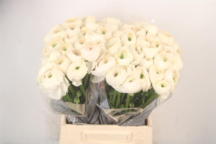 <h4>Ran.. Su Hanoi Extra X25</h4>