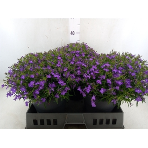 Lobelia erin. 'Hot Springs Lavende'