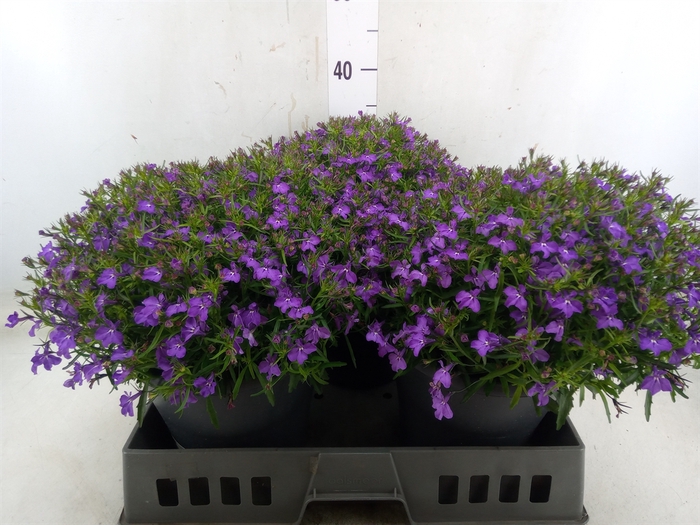<h4>Lobelia erin. 'Hot Springs Lavende'</h4>