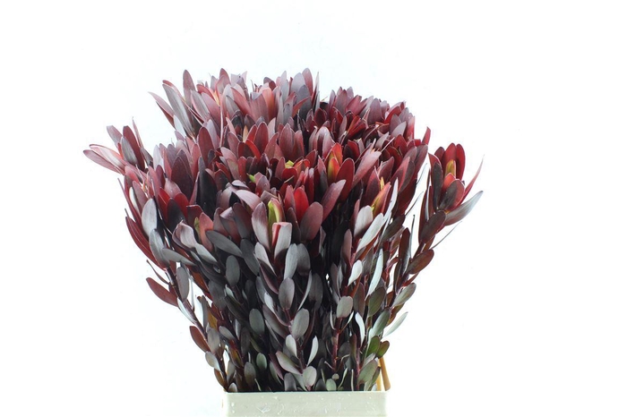 <h4>Leucad Saf Sunset Xl</h4>