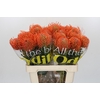Nutans Ayoba Mandarin Zest