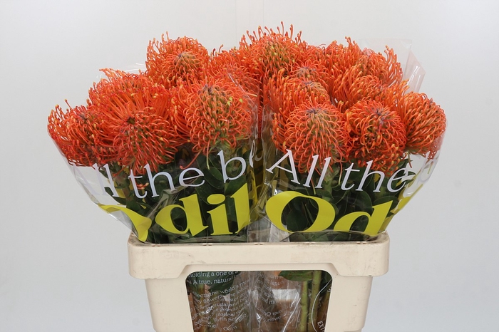 Nutans Ayoba Mandarin Zest