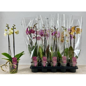 .Phalaenopsis gemengd