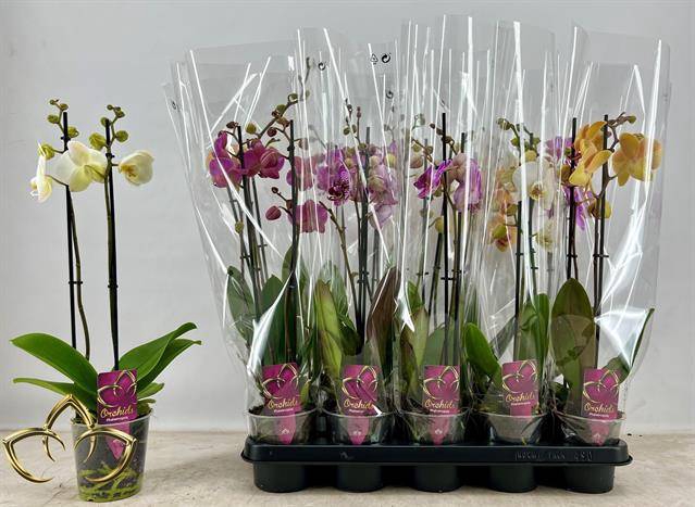 <h4>.Phalaenopsis gemengd</h4>