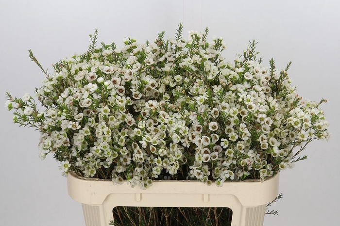 <h4>Chamelaucium Sirius</h4>
