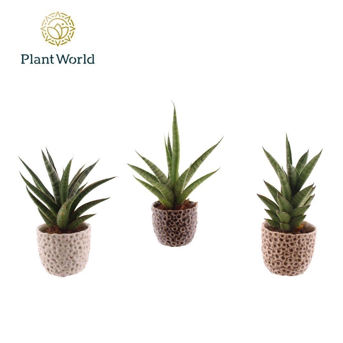 <h4>Sansevieria luxe mix in pot Lizzy</h4>