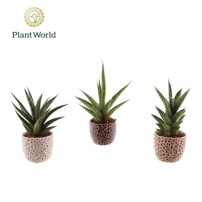 <h4>Sansevieria luxe mix in pot Lizzy</h4>
