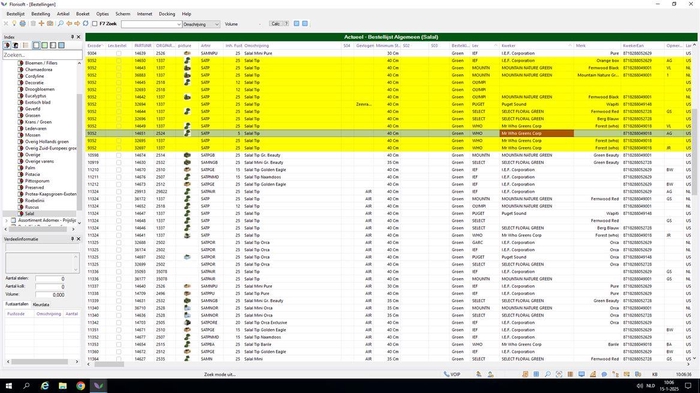 <h4>Asplenium Osaka</h4>