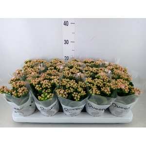 Kalanchoe  'MoreFlow Lillian'