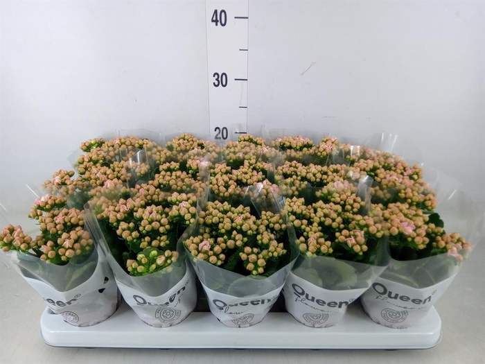 <h4>Kalanchoe  'MoreFlow Lillian'</h4>