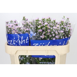 Aster Claudia