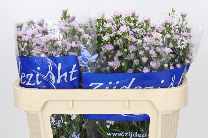 <h4>Aster Claudia</h4>