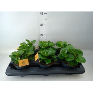 Peperomia obt. 'Green Gold'