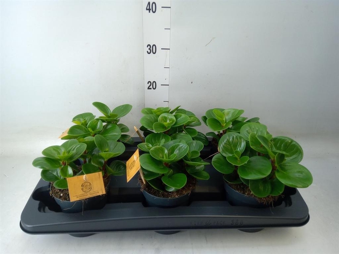<h4>Peperomia obt. 'Green Gold'</h4>