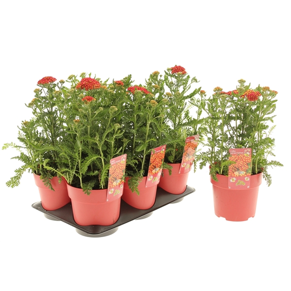 <h4>Achillea Milly Rock Red</h4>