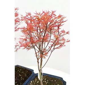 Acer palmatum 