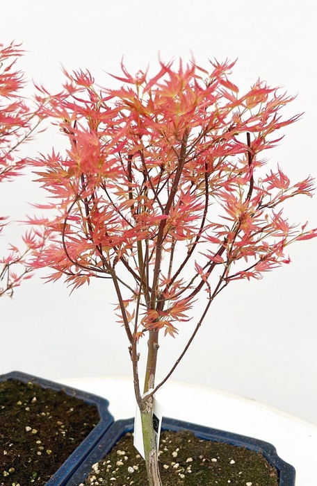 <h4>Acer palmatum "Wilson's pink dwarf", pot 32 cm.</h4>