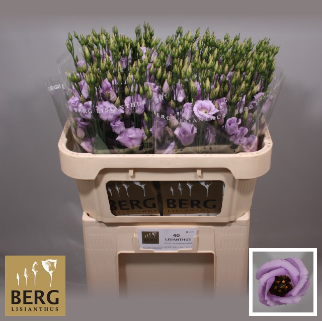 <h4>EUS E PICCO LAVENDER</h4>