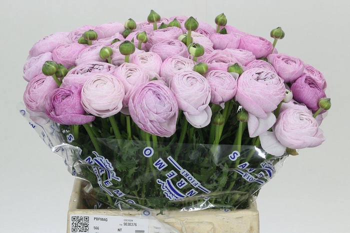 <h4>Ranunculus Clooney Nebbia Extra</h4>